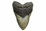 Huge, Fossil Megalodon Tooth - North Carolina #261082-1